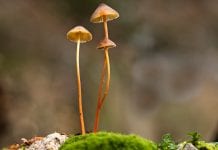 Apply to take part in trials using psilocybin to treat depression
