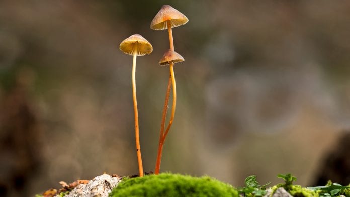 Apply to take part in trials using psilocybin to treat depression