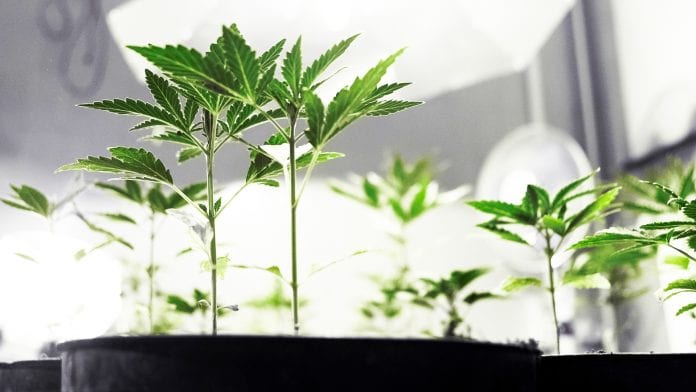 Fotonica bio-lighting: cultivators increase cannabis yield and potency