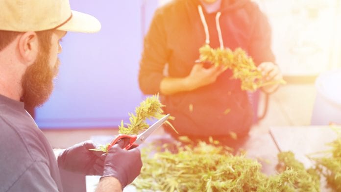 Clean Crop Solutions offers organic alternative to fight cannabis pests