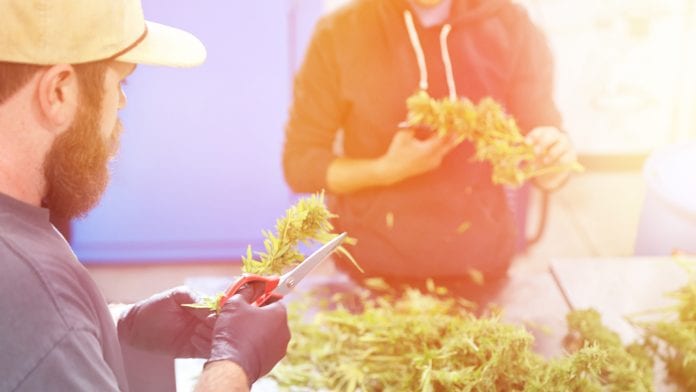 iStock-GeorgePeters Clean Crop Solutions offers organic alternative to fight cannabis pests