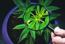 Clinical trials anticipated for treating pancreatic cancer with cannabis