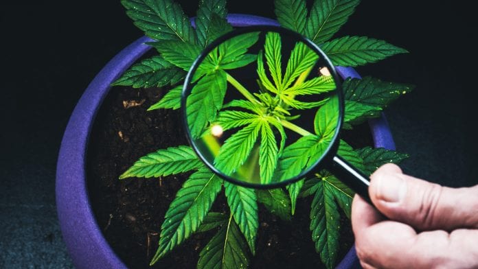 iStock-Olena Bondarenko Clinical trials anticipated for treating pancreatic cancer with cannabis