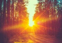 Customised cannabis solutions: the revolutionary Canncas drying systems Customised cannabis solutions: the revolutionary Canncas drying systems