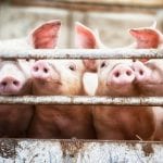 The only alternative to antibiotics for animals is disease prevention