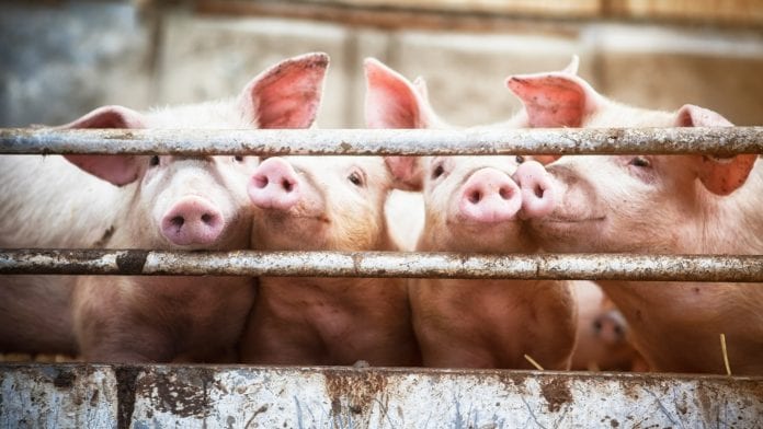 The only alternative to antibiotics for animals is disease prevention