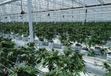 HEXOMED ‘grows’ innovative medical cannabis products