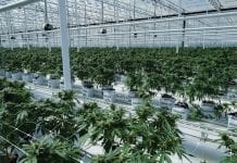 HEXOMED ‘grows’ innovative medical cannabis products HEXOMED ‘grows’ innovative medical cannabis products