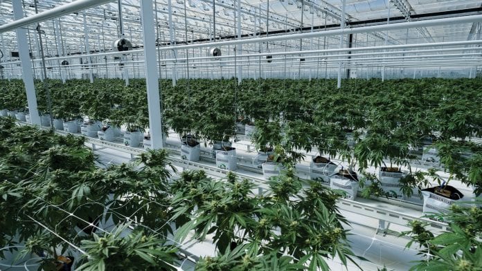 HEXOMED ‘grows’ innovative medical cannabis products