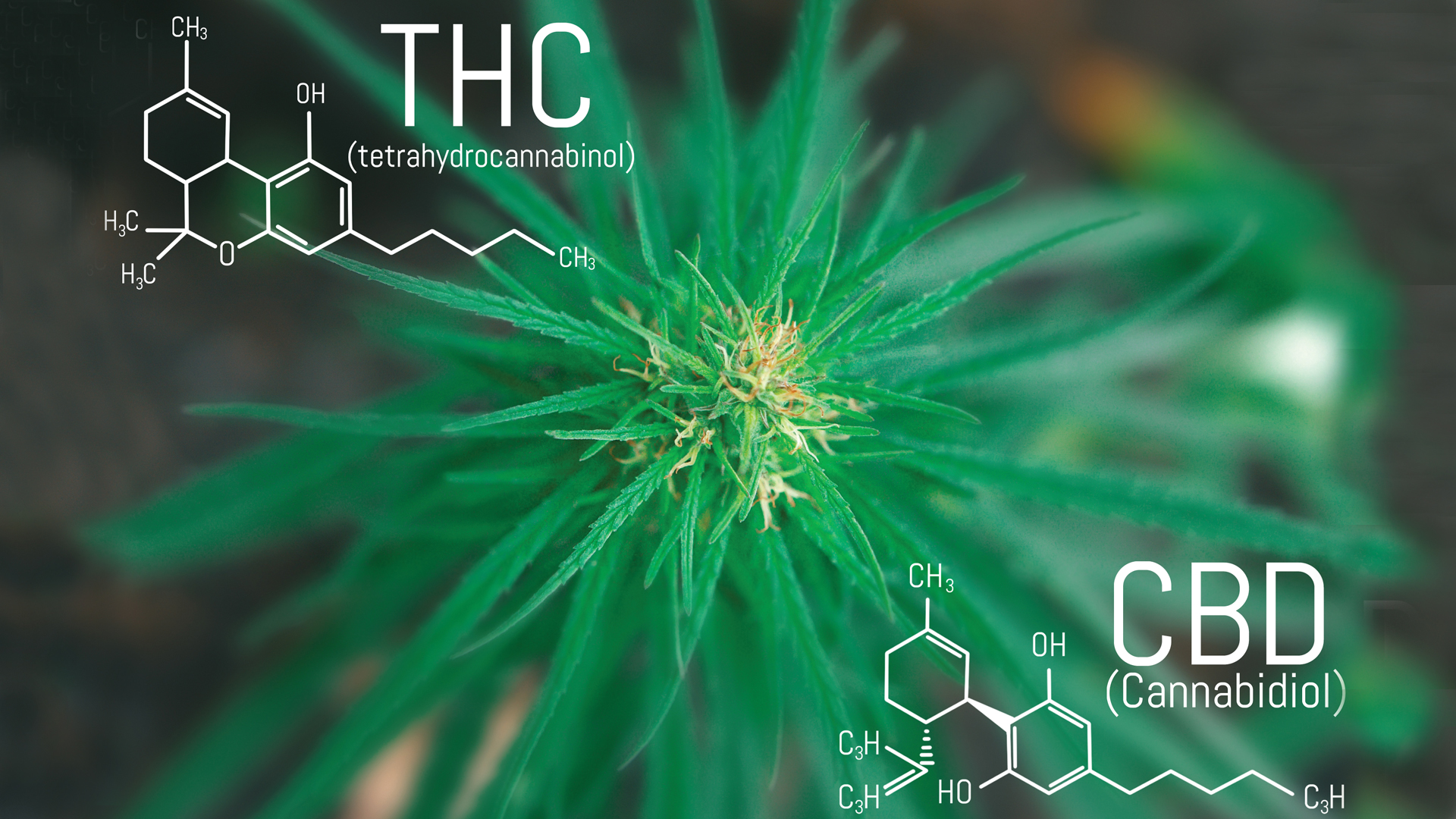 CanaQuest delivers on its passion about impacting lives on a global scale