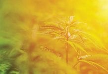 The evolving world of quality and compliance for the global medical cannabis sector The evolving world of quality and compliance for the global medical cannabis sector