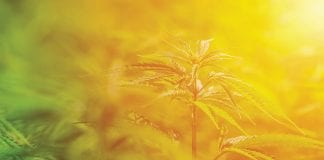 The evolving world of quality and compliance for the global medical cannabis sector
