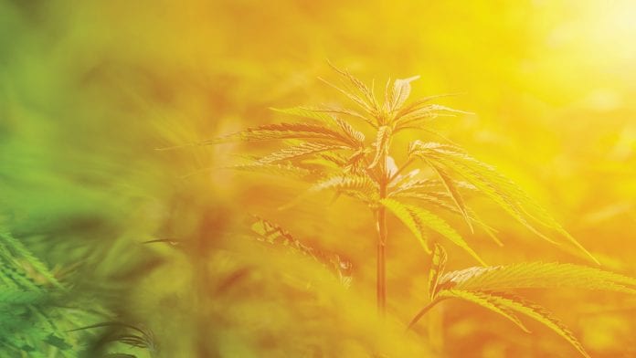 The evolving world of quality and compliance for the global medical cannabis sector