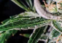 The therapeutic potential of the endocannabinoid system The therapeutic potential of the endocannabinoid system