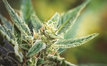 What is cannabidiol? The basics, the market and the misconceptions