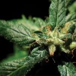 Using medical cannabis to address addiction disorders