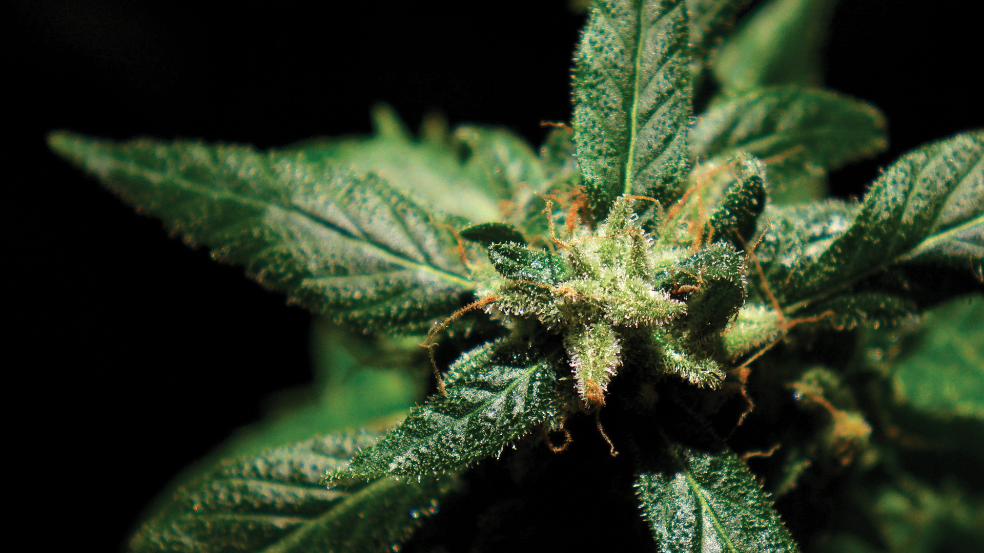 Using medical cannabis to address addiction disorders