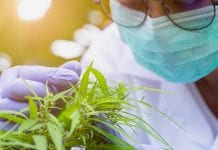 STERO Biotechs: the past, present and future of medicinal cannabis STERO Biotechs: the past, present and future of medicinal cannabis