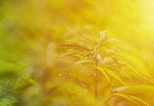 Growing pains: creating value in the maturing cannabis market