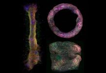 First of its kind in vitro 3D imaging model for neural tissue developed