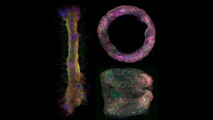 University of Illinois Department of Bioengineering First of its kind in vitro 3D imaging model for neural tissue developed