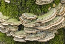 Fungi: a kingdom to address the antimicrobial resistance problem