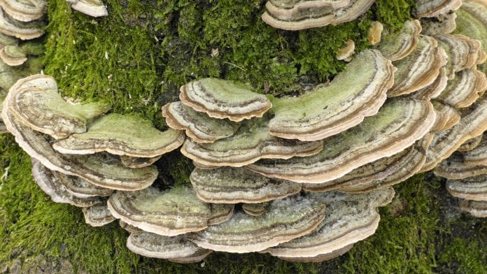 Fungi: a kingdom to address the antimicrobial resistance problem