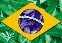 New guidelines approved for medical cannabis in Brazil