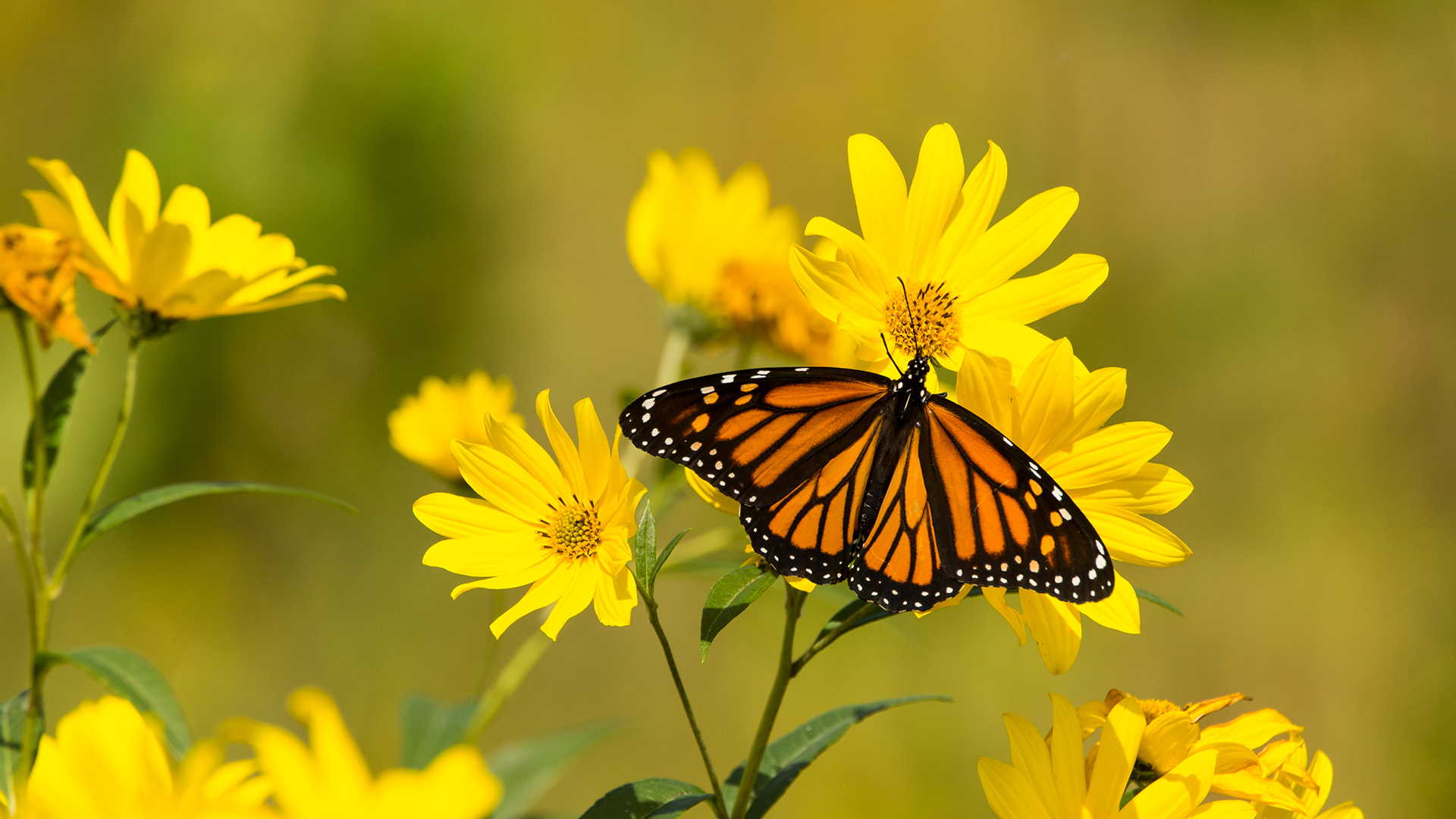 Could the Monarch butterfly help us to understand seasonal depression?