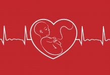 Sheep offer an insight into monitoring foetal heart health Sheep offer an insight into monitoring foetal heart health