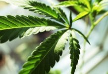 Getting the right dose: taking a good look at medicinal cannabis products