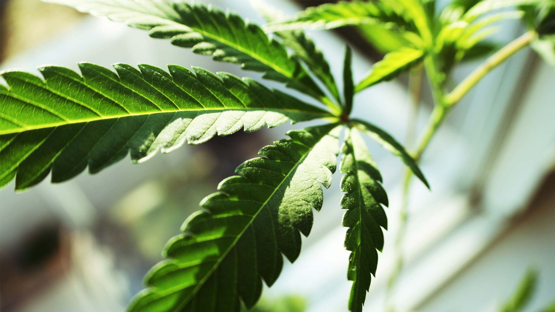 Getting the right dose: taking a good look at medicinal cannabis products