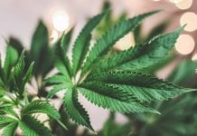 ACI announced as diamond partner at CBD Global Summit 2020 ACI announced as diamond partner at CBD Global Summit 2020