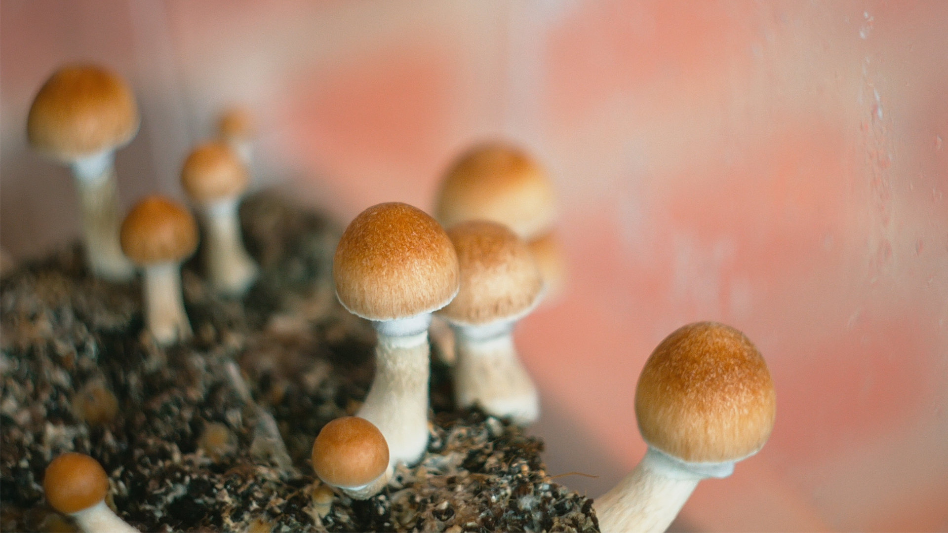 Clinical trials: FDA marks psilocybin for depression treatment