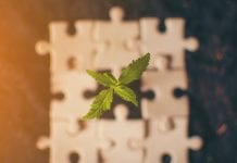 CannaBiz Innovation Hub: delving into cannabis innovation