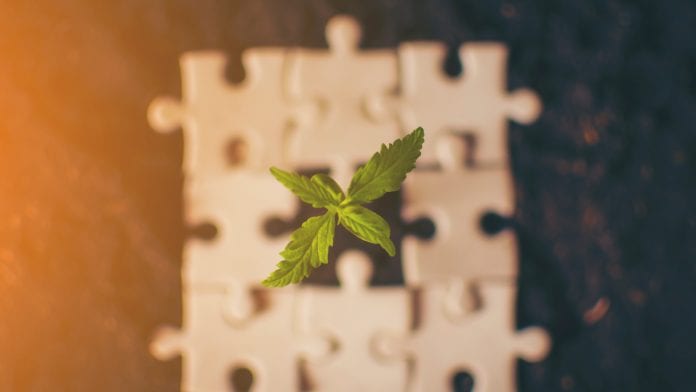 iStock-jetacomputer CannaBiz Innovation Hub: delving into cannabis innovation