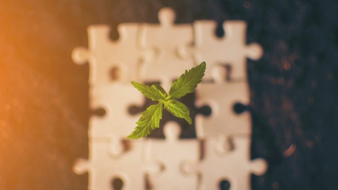 CannaBiz Innovation Hub: delving into cannabis innovation