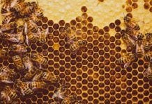 Ancient medical remedy: using manuka honey in surgery