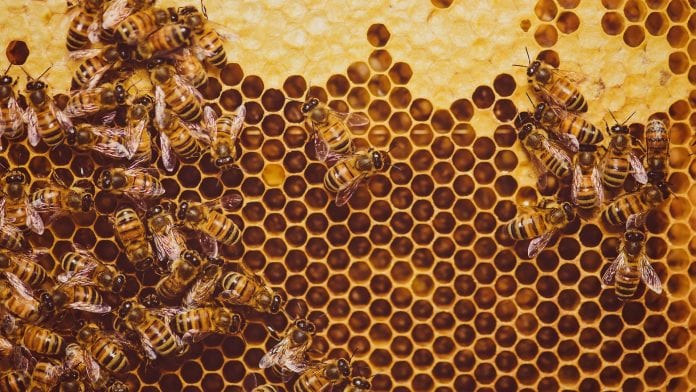 Ancient medical remedy: using manuka honey in surgery