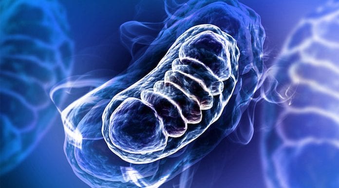 Mitochondria are the 'canary in the coal mine' for cellular stress