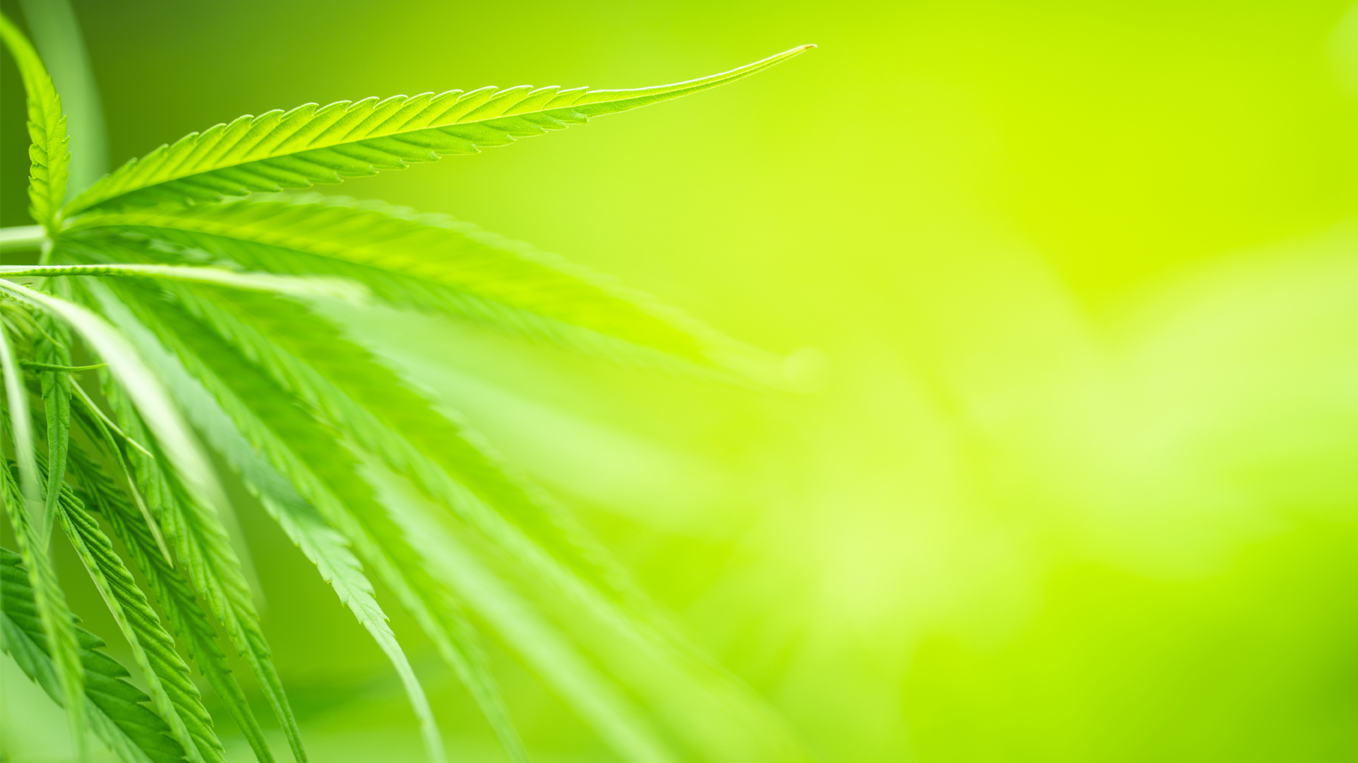 Worldwide Suppliers LTD showcase their expertise from seed to sale