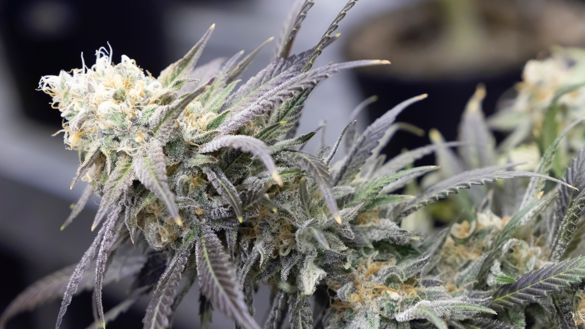 Mera: bringing Canadian experience in product development to Europe