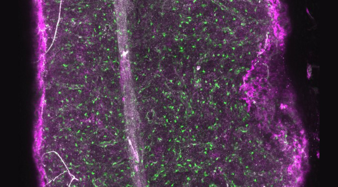 Bone marrow in 3D: new insights into stem cell microenvironment