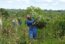 EXMceuticals sets sights on Europe and US combined cannabis markets EXMceuticals sets sights on Europe and US combined cannabis markets