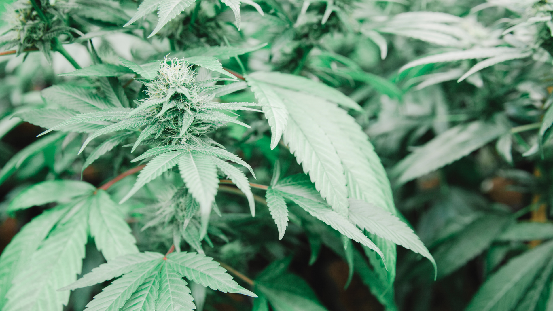 SANlight GmbH enables sustainable cannabis growth with illumination driven by nature