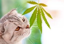 CBD for pets: does it actually work?
