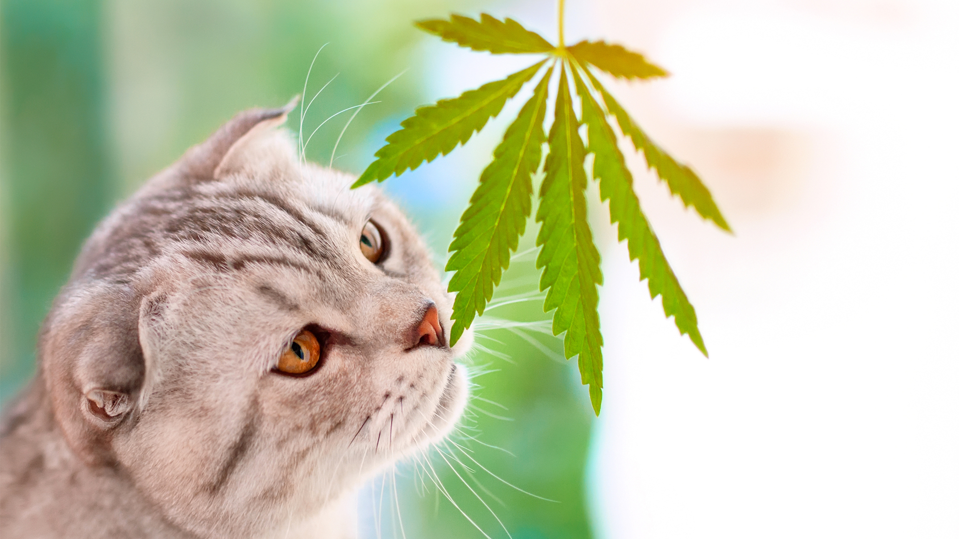 CBD for pets: does it actually work?