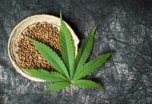 Panakeia strain: first THC-free cannabis seeds to be distributed in US
