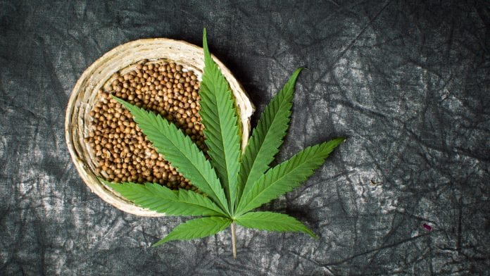 Panakeia strain: first THC-free cannabis seeds to be distributed in US