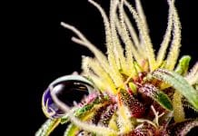 Breakthrough discovery: cannabis compound 30 times stronger than THC Breakthrough discovery: cannabis compound 30 times stronger than THC